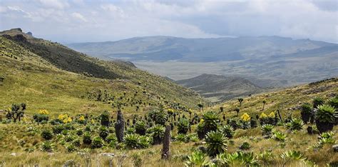 Aberdare National Park - Rhino Watch Safari Lodge Rhino Watch Safari Lodge