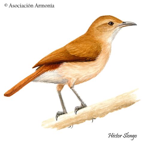 Rufous Hornero (Furnarius rufus) – Birds of Bolivia