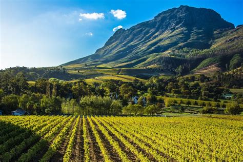 6 Best Stellenbosch Wine Tours To Experience