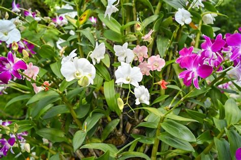 Premium Photo | Colorful orchids in garden