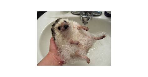 Hedgehog Bath Time | Happy Photos | POPSUGAR Smart Living Photo 15