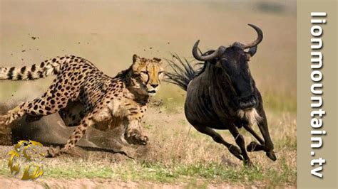 Cheetah Hunting Wildebeest