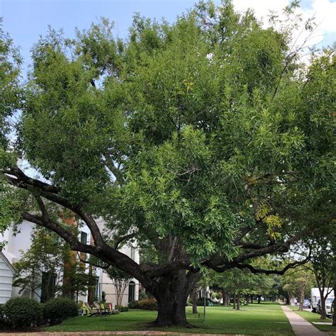 Emerald Ash Borer 2022 Update - Texas Tree Surgeons