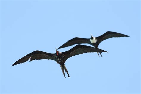 Magnificent Frigatebirds - Determining Age and Sex by Alex Lamoreaux | Nemesis Bird