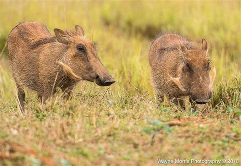 Wildlife Swaziland – Two Go Global