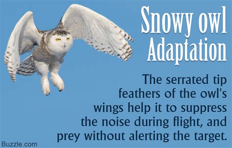 Unquestionably Intriguing Adaptations of Snowy Owls