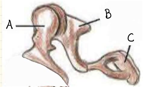 Ear Ossicles Diagram | Quizlet