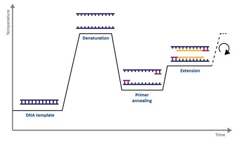 What are Some Important Factors to Consider When Setting Up Your Pcr Reactions: A Step-by-Step ...