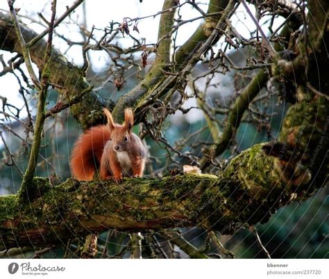 In the apple tree - a Royalty Free Stock Photo from Photocase