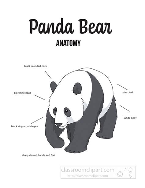 Panda Clipart-panda bear anatomy outline printout