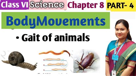 Body Movements Chapter 8 Class 6 /Part 4/ Gait of Animals Explained | Class 6 Science Chapter 8 ...