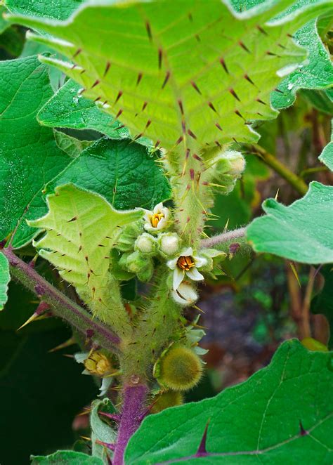 Lulo, Naranjilla Plant, Solanum quitoense - Rare Fruit | Sow Exotic