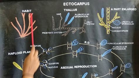 Ectocarpus - YouTube