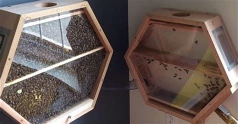 Company Builds Bee Hives You Can Install in Your Living Room