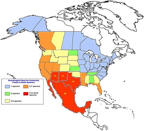 Hummingbird Facts - Top 20 Facts about Hummingbirds