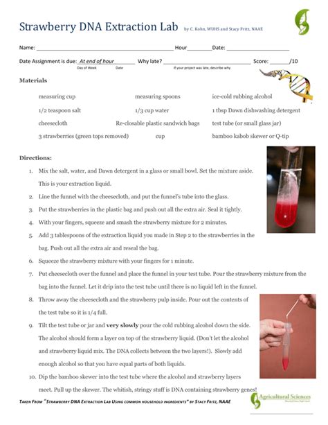 Strawberry Dna Extraction Lab Worksheet – Englishworksheet.my.id