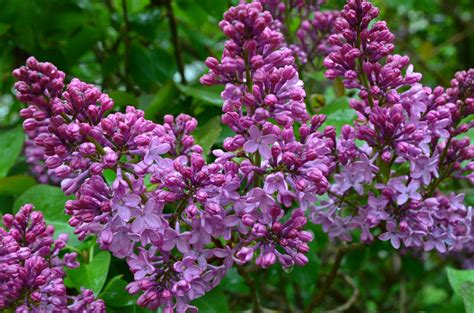 Lilac Days at the Hulda Klager Lilac Gardens, Woodland, Washington | A Traveler's Photo Journal