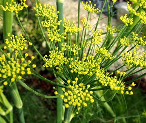 Fennel Florence Organic Foeniculum Vulgare Seeds