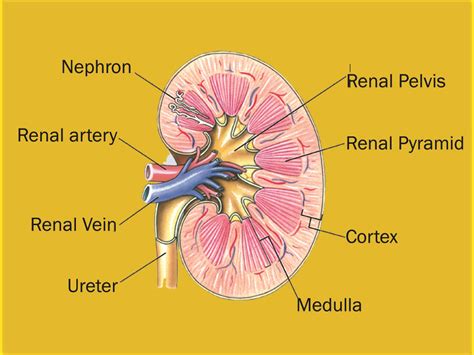 Kidney Size Based On Height at Sheldon Deltoro blog