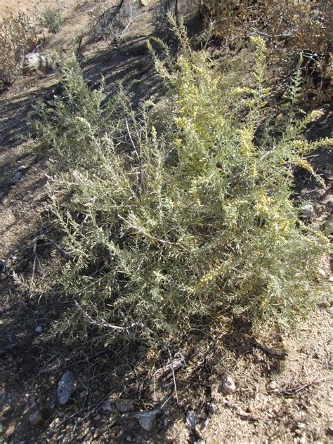 Four-wing Saltbush : The Arizona Native Plant Society