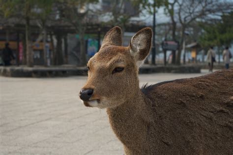 Miyajima deer 1 | Miyajima deer | Draezog | Flickr