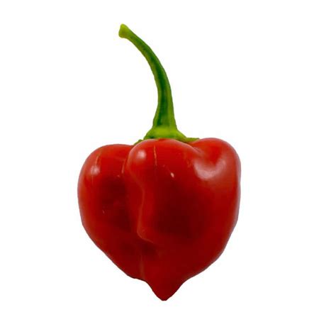 Red Savina Habanero - PepperHead