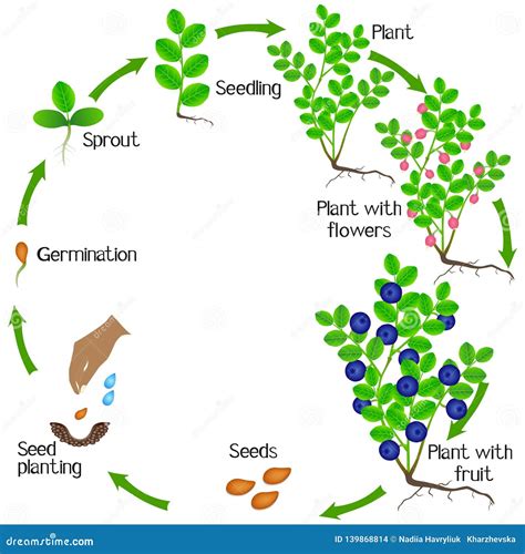 stages of blueberry growth – blueberry bush growth – TURJN