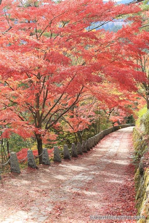 Autumn Colors Report 2014 - Sacred Mountain Yoshino to Find Best Autumn Colors - 10 Hometowns ...