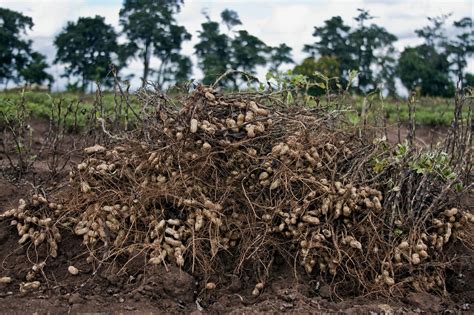 Groundnut harvesting 7 | Groundnut harvesting at Chitedze Ag… | Flickr