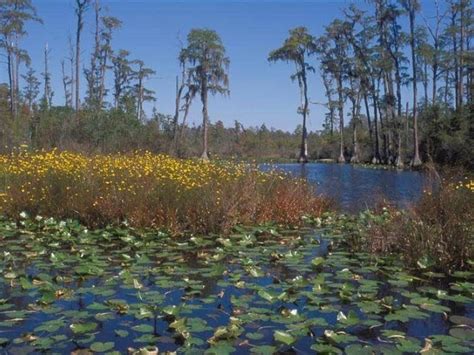 Okefenokee National Wildlife Refuge | Official Georgia Tourism & Travel ...