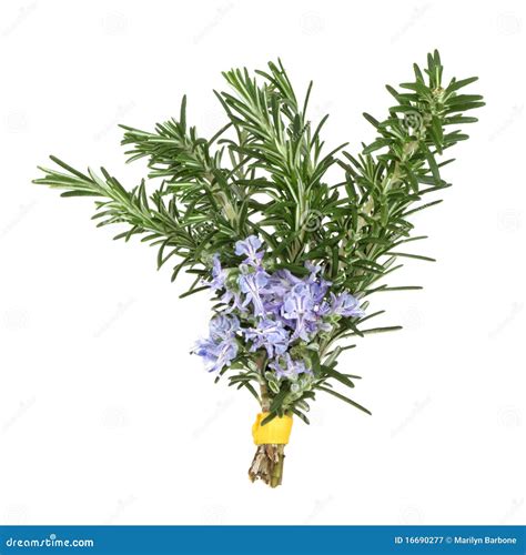 Rosemary Herb Flowers Royalty Free Stock Photography - Image: 16690277