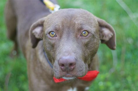 Chocolate Labrador Retriever & Terrier Mix