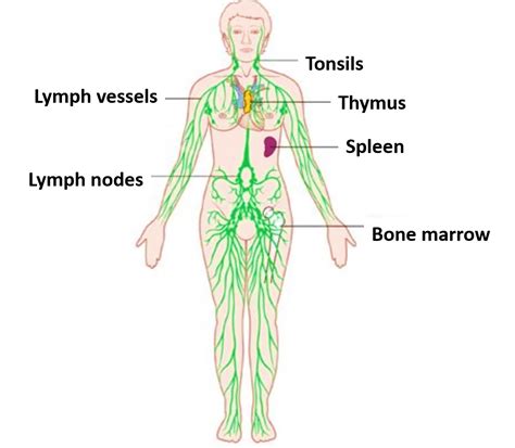 Lymphatic System – Anatomy QA