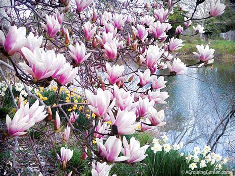 Our Japanese Magnolia Tree in Bloom