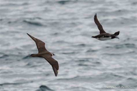 Arctic Skua hunting sequence – David at the HALL of EINAR