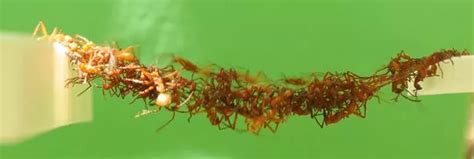 Incredible footage shows army ants forming bridges with their bodies ...