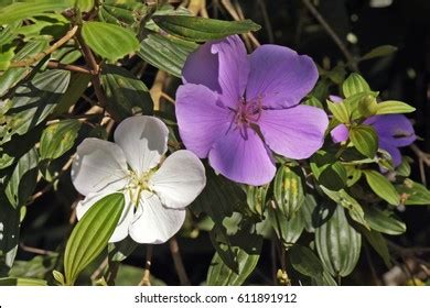 Glory Tree Tibouchina Mutabilis Tree Melastomataceae Stock Photo (Edit Now) 611891912