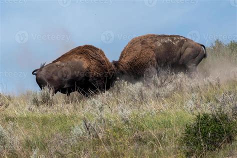 Bison Bulls Fight 13598452 Stock Photo at Vecteezy