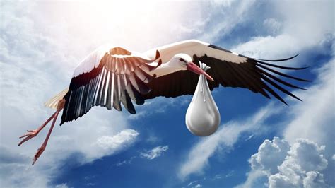 Unraveling The Myth Of Storks Carrying baby!