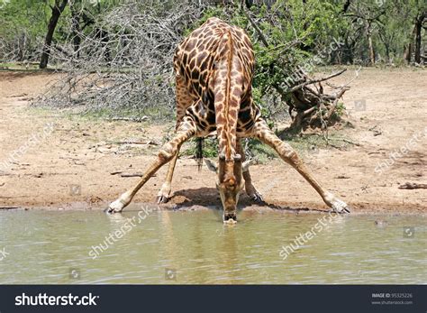 Giraffe Drinking Water Stock Photo 95325226 : Shutterstock