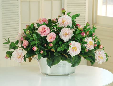 Camellia | Winward Home