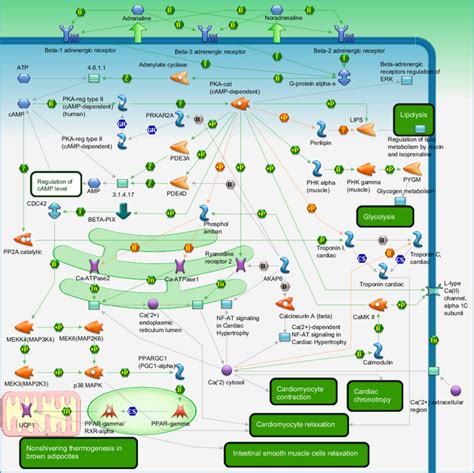 Adrenergic Pathway