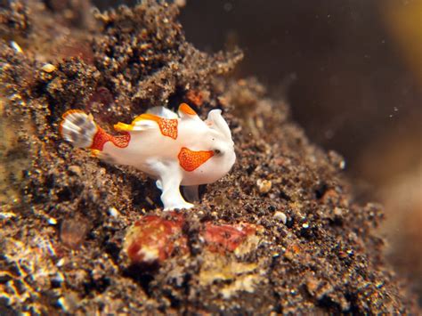 Frogfish: History, Facts, Size, Habitat, Classification & Much More - Animals Name