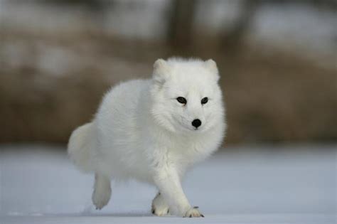 生活在北极圈的北极狐是如何过冬的，它们喜欢待在隧道里_时尚_腾讯网