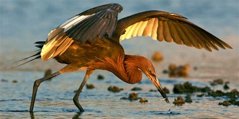 Safeguard Reddish Egret Habitat + Crucial Protection for Our Coasts and Rivers - The National ...