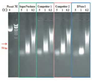 Benzonase Nuclease Protein