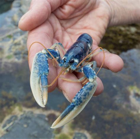 A 1 in 2,000,000 blue lobster! : r/RealLifeShinies