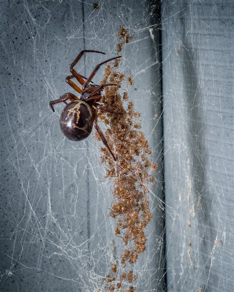 False Black Widow Web