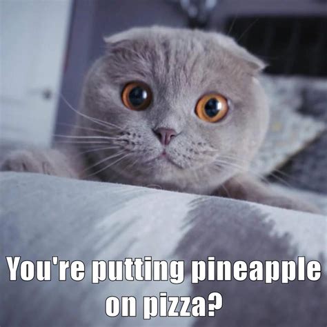 You're putting pineapple on pizza? - Lolcats - lol | cat memes | funny ...