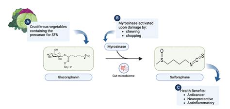 (A) Cruciferous vegetables are a rich source of glucoraphanin. (B) Upon... | Download Scientific ...